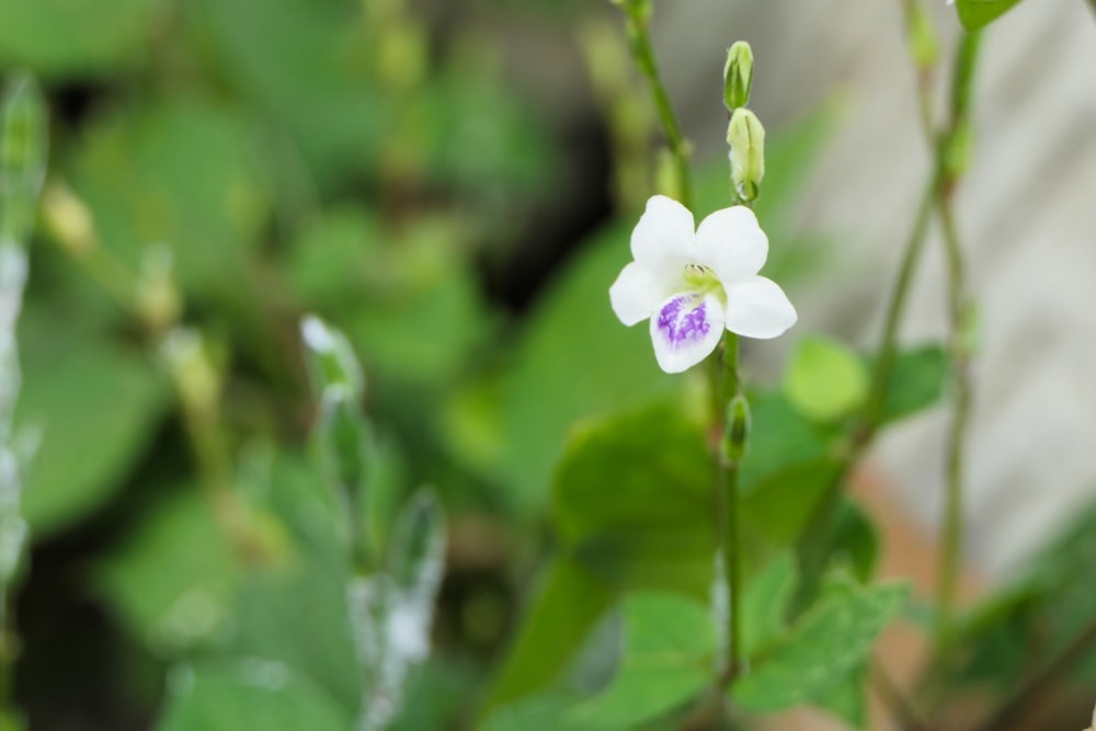 white petaled flower