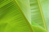 A close-up view of overlapping banana leaves with pronounced veins, creating a natural pattern. The vibrant green colors convey a sense of freshness.