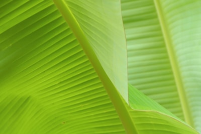 A close-up view of overlapping banana leaves with pronounced veins, creating a natural pattern. The vibrant green colors convey a sense of freshness.