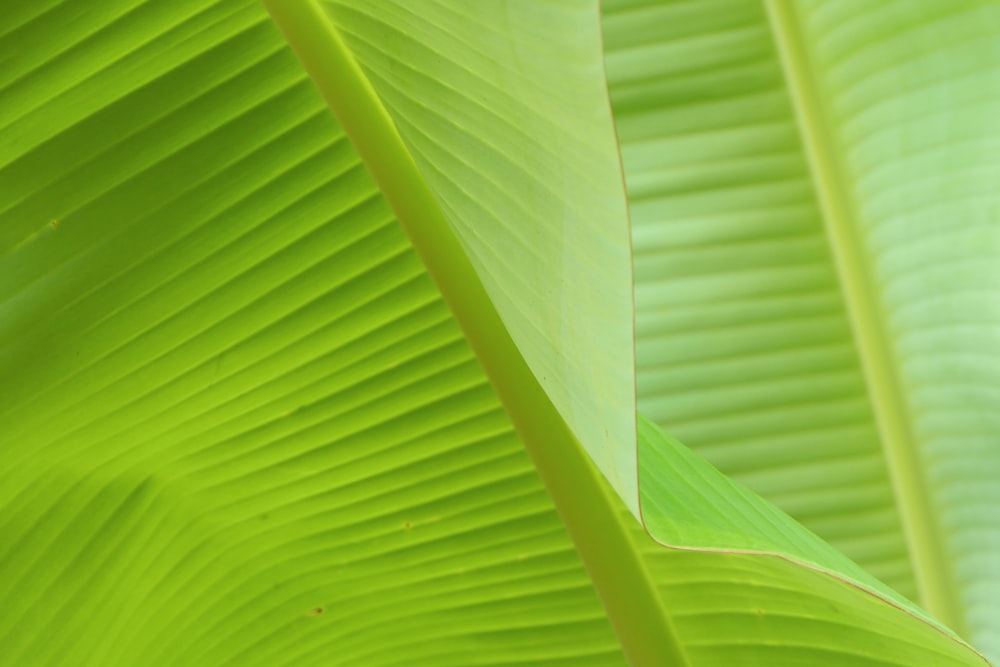 close view of banana leaves