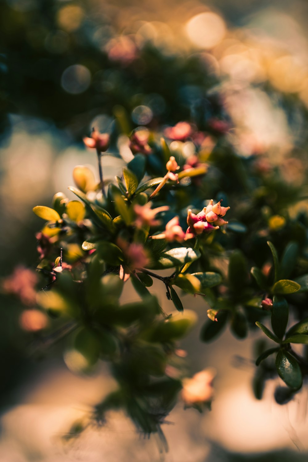 green-leafed plant