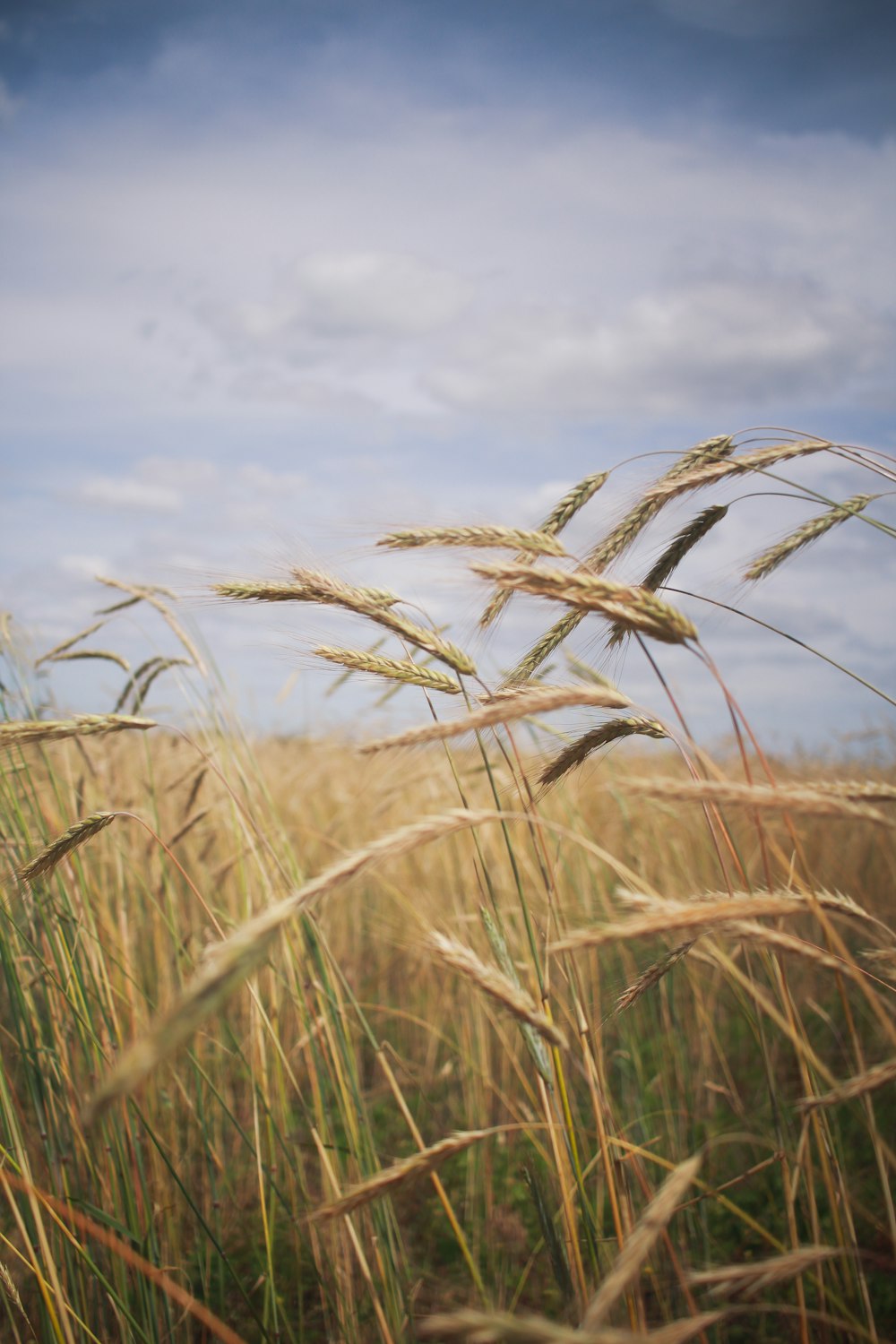 wheat plant