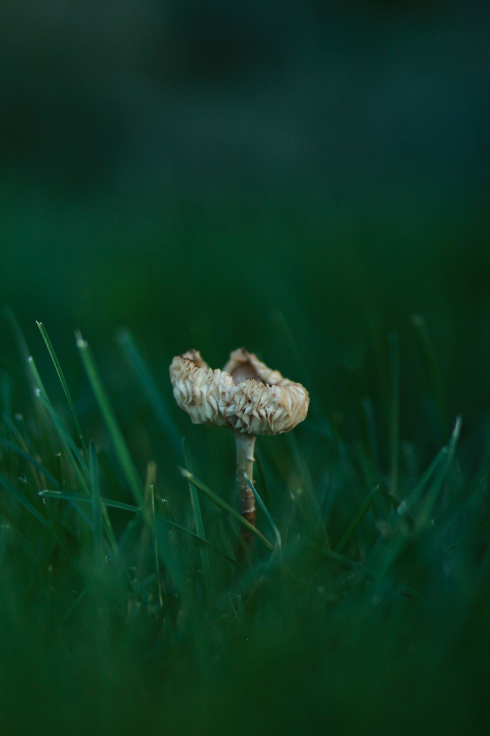 흰 버섯의 얕은 초점 사진