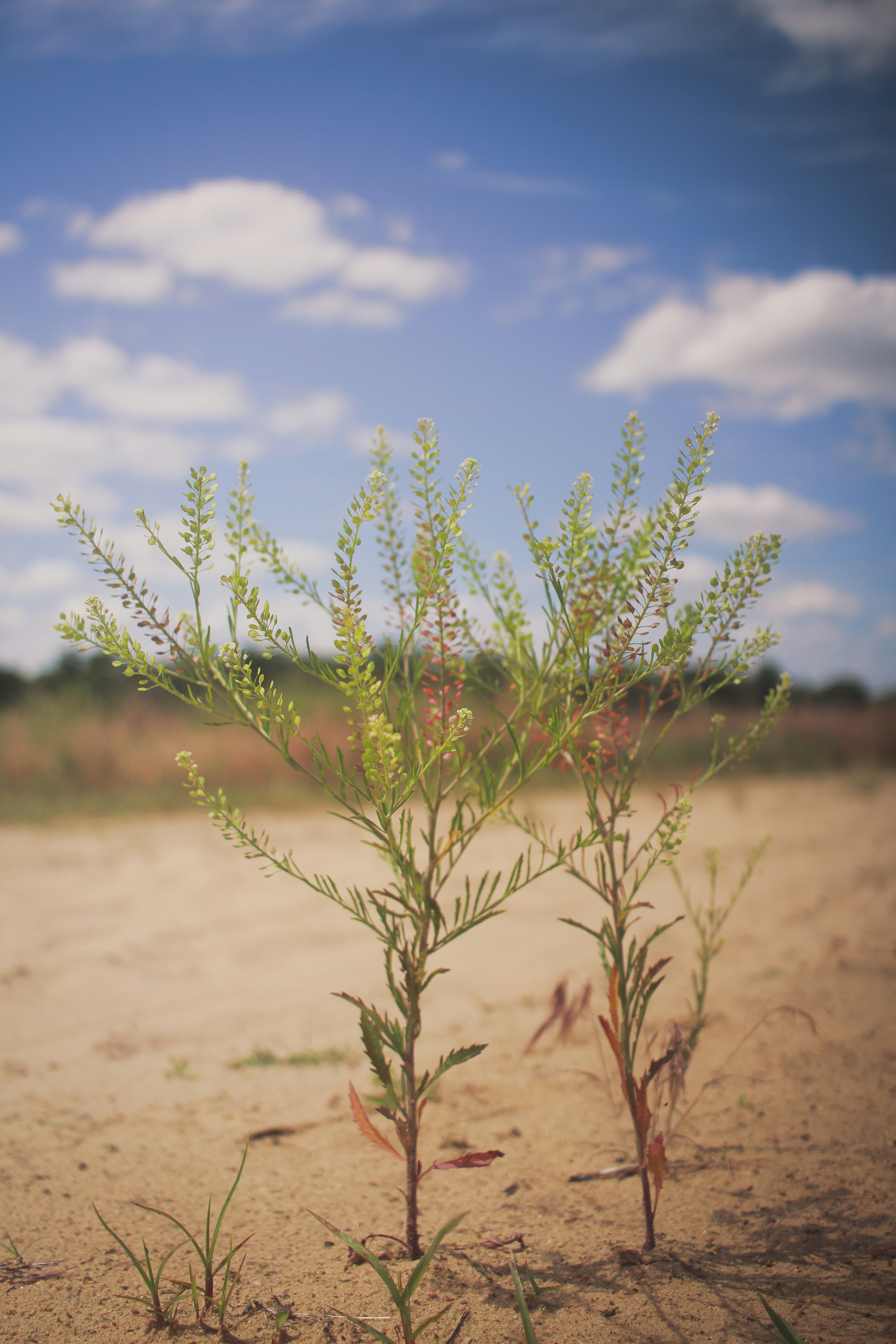 Définition de flockbook Dictionnaire français