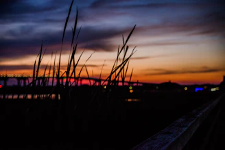 silhouette of grass during sunset