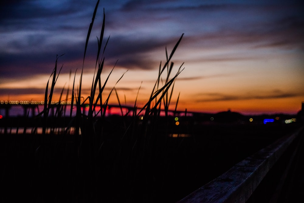 silhouette di erba durante il tramonto