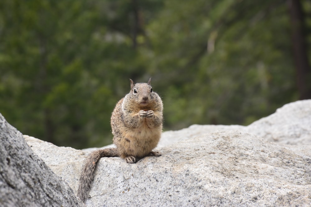 squirrel on gray surface