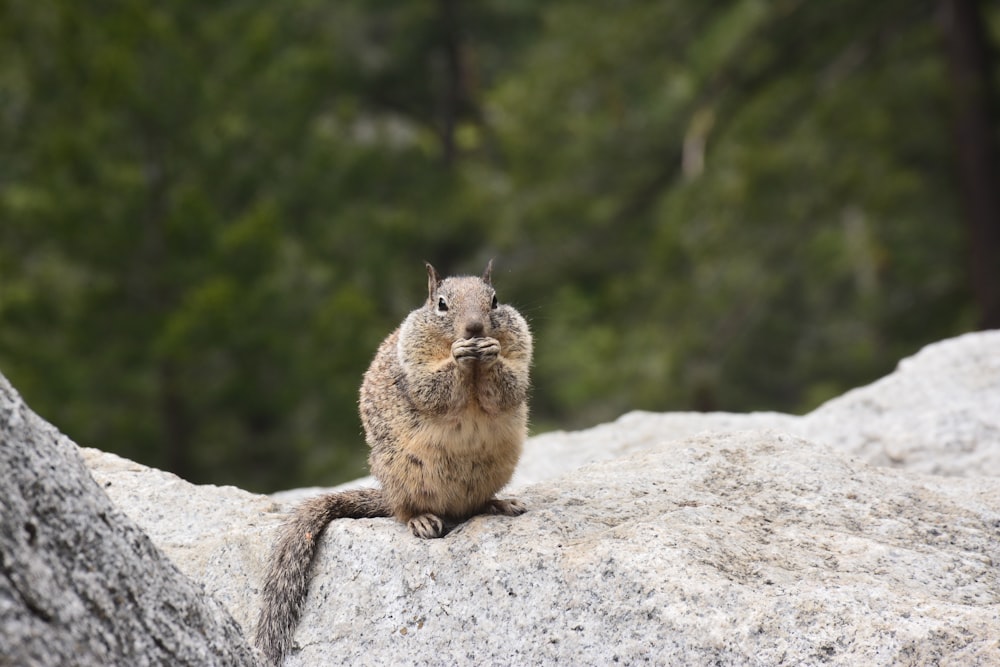 brown chipmunk on grey rock