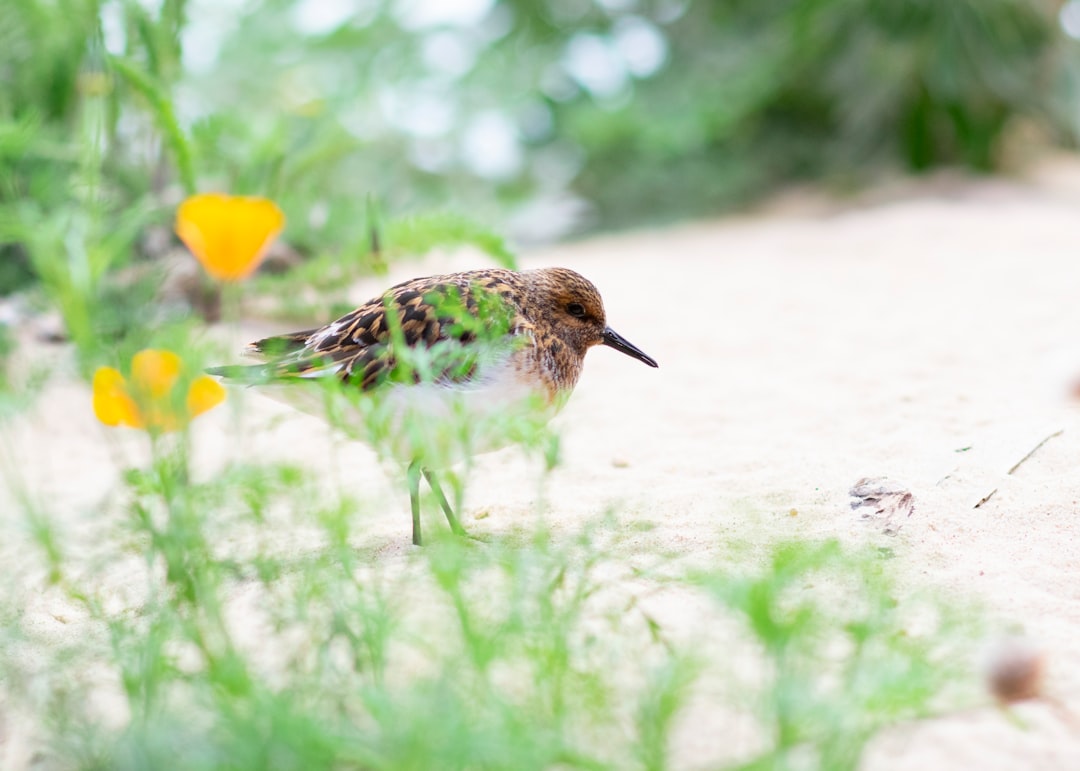 brown bird near yellow petaled flowers