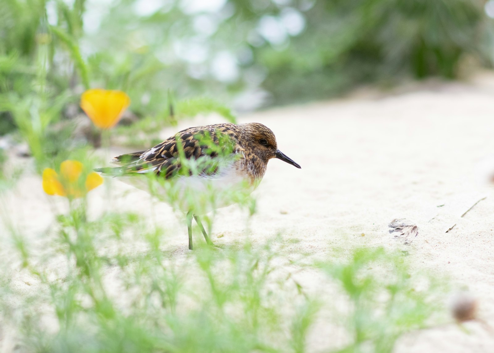 Nikon D3400 + Nikon AF-S Nikkor 85mm F1.8G sample photo. Brown bird near yellow photography