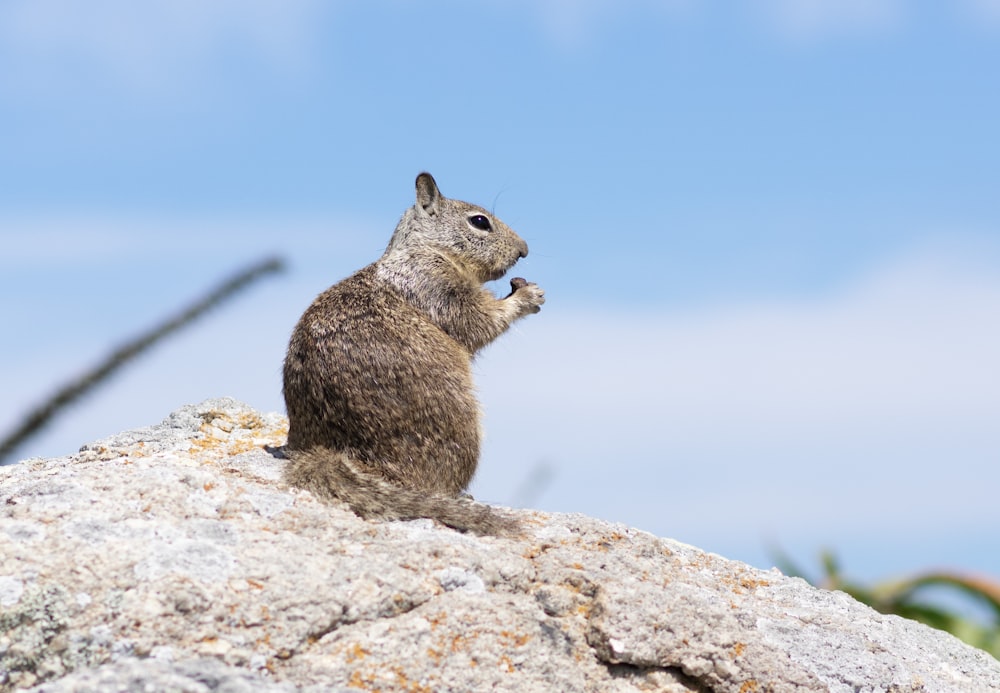 brown squirrel