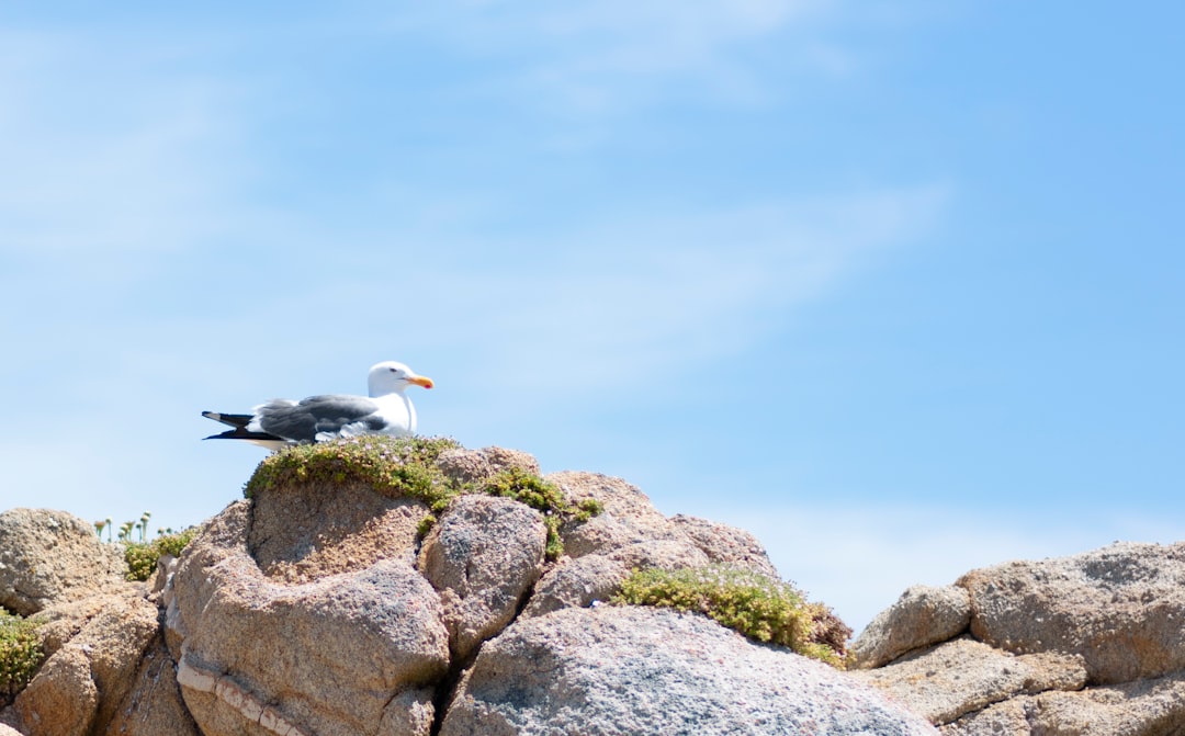 seagull on rock surface