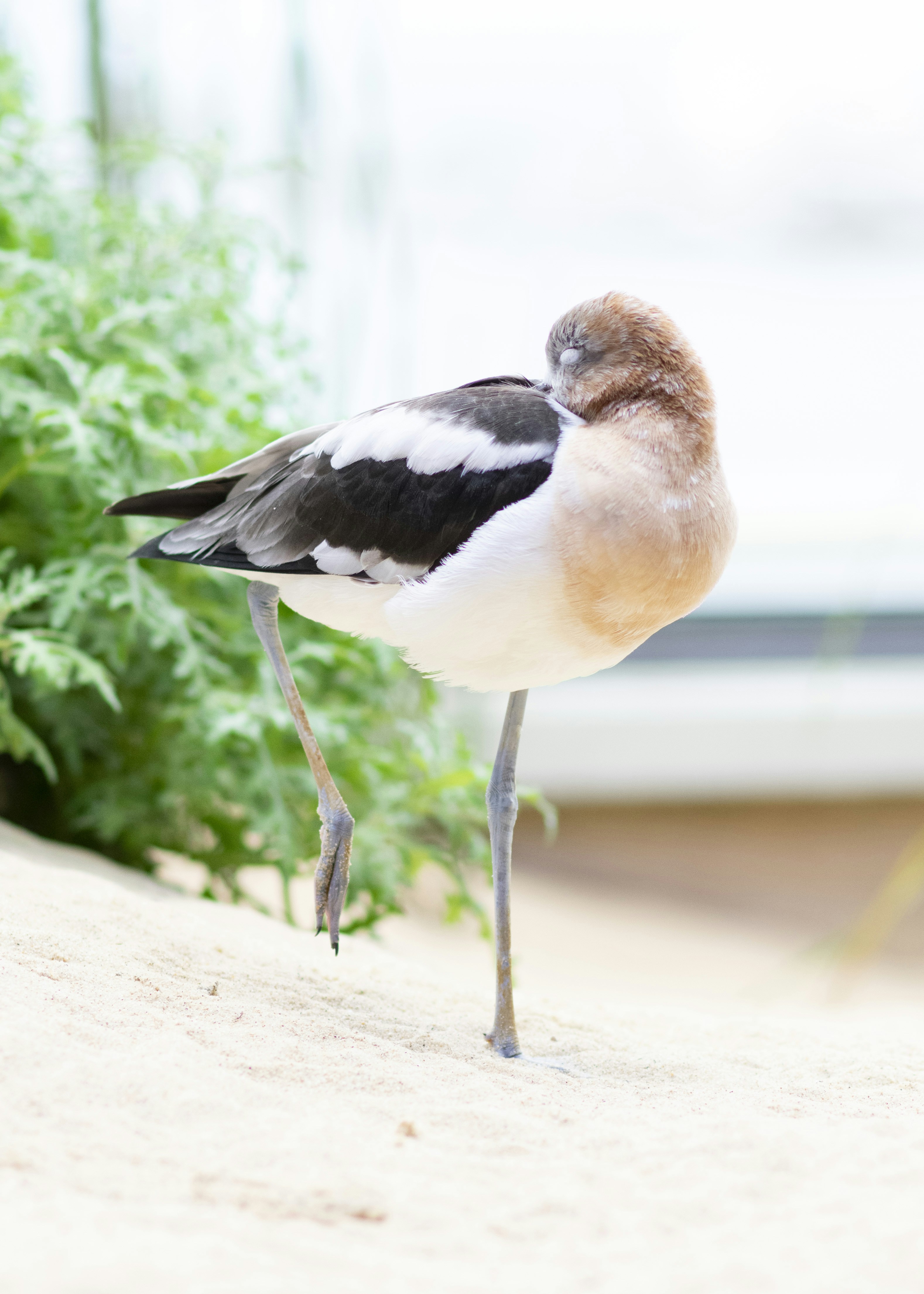 Nikon AF-S Nikkor 85mm F1.8G sample photo. Brown and black bird photography
