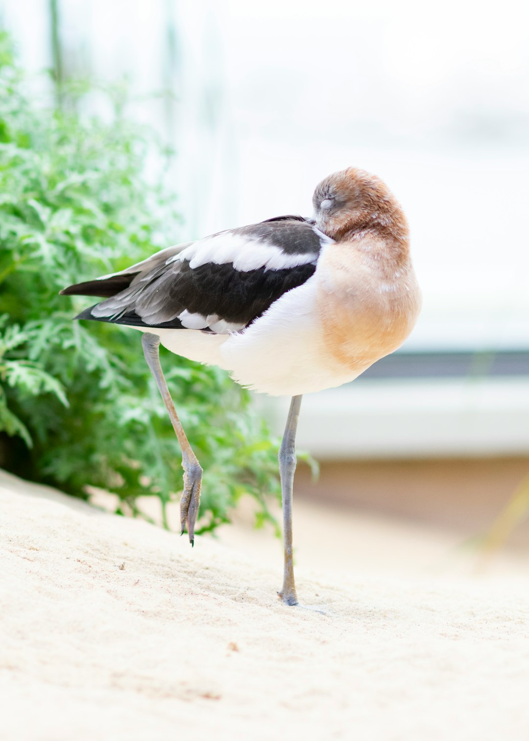 brown and black bird