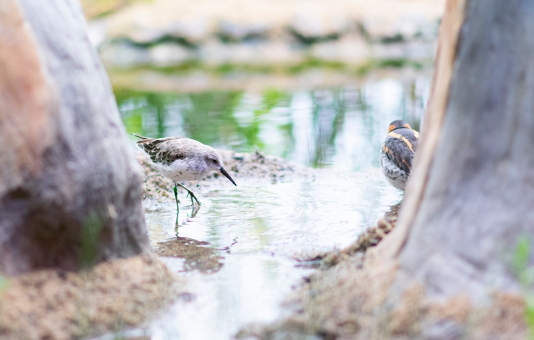 two gray birds