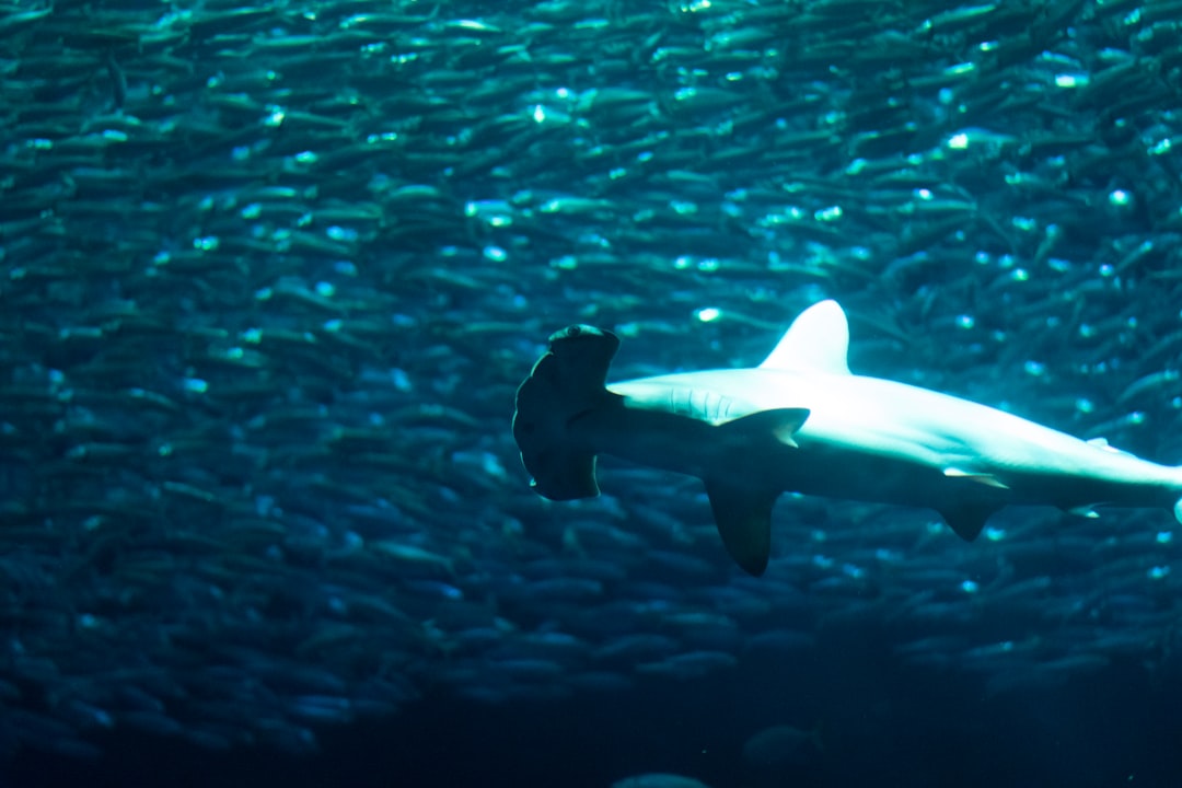 gray fish in water