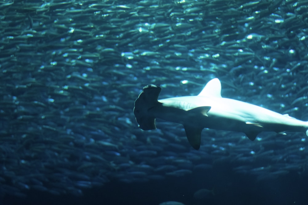 gray fish in water