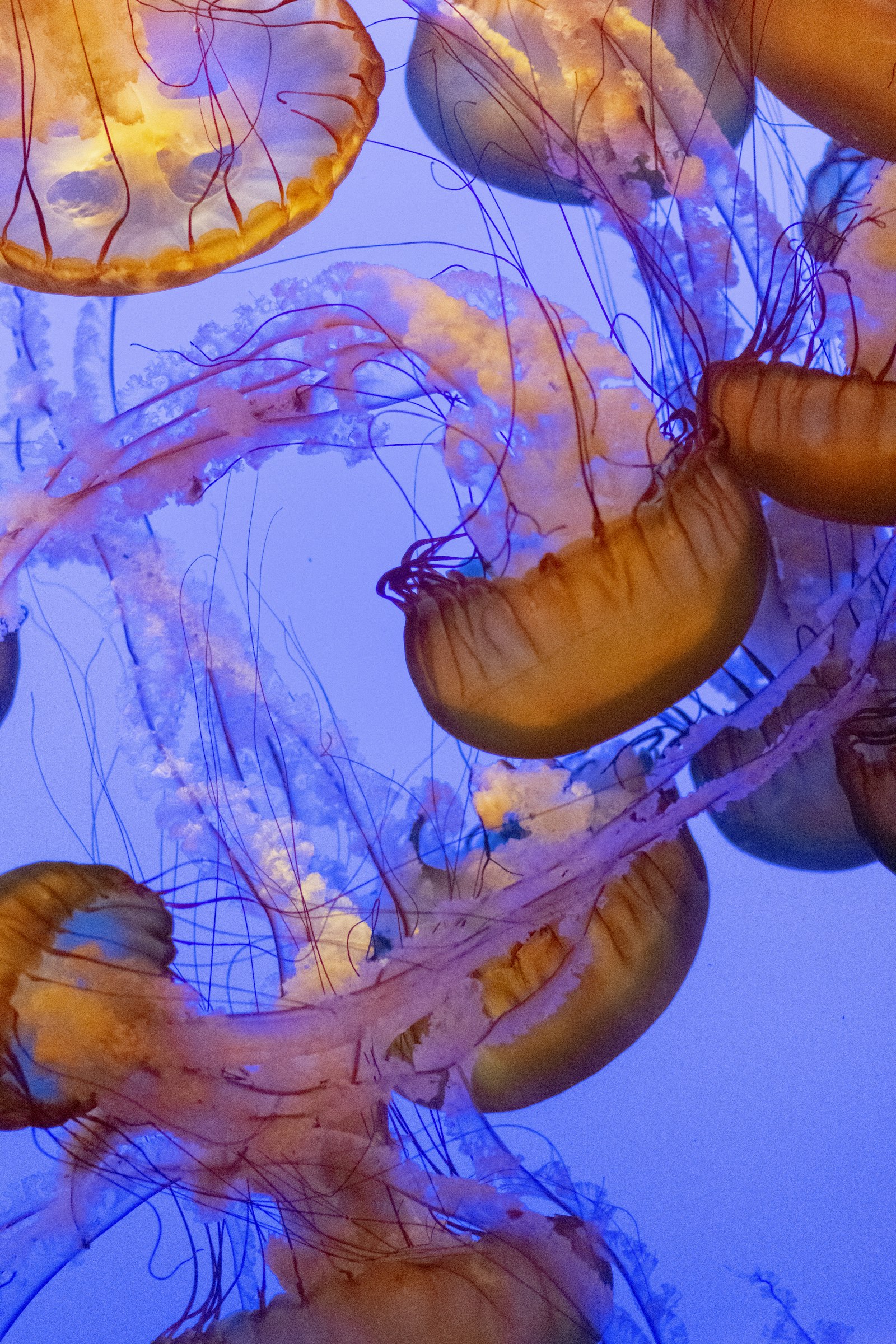 Nikon D3400 + Nikon AF-S Nikkor 85mm F1.8G sample photo. Brown jellyfish photography