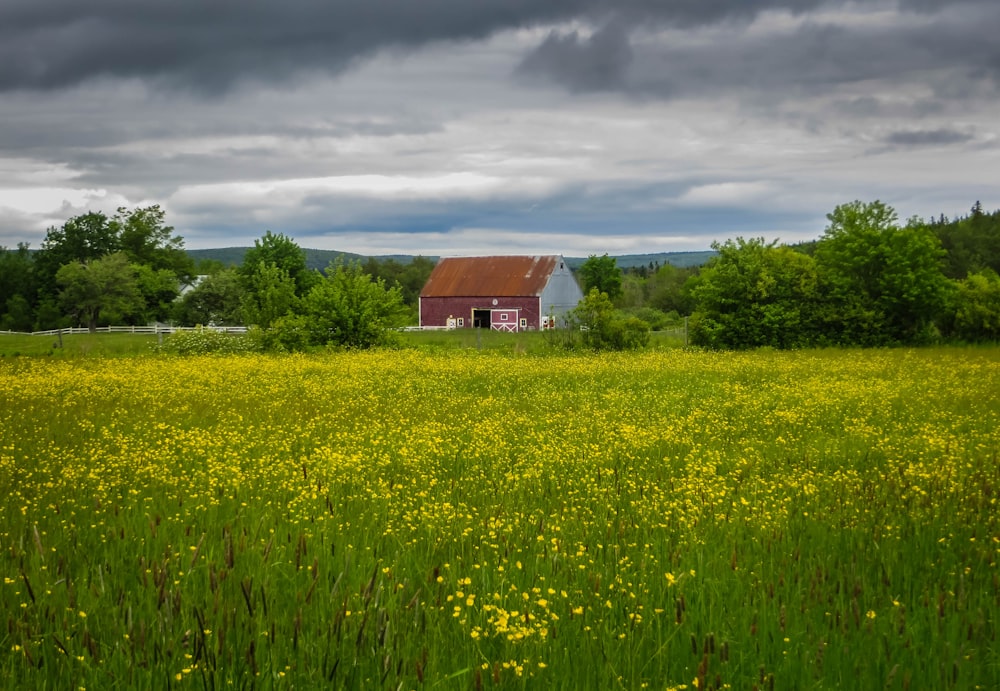 yellow flower field