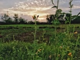 A peaceful sunrise over rolling fields of regenerative crops and wildflowers.