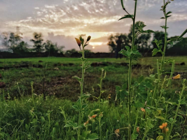 A serene sunrise over a quiet field of sage green wildflowers, evoking calm and hope.