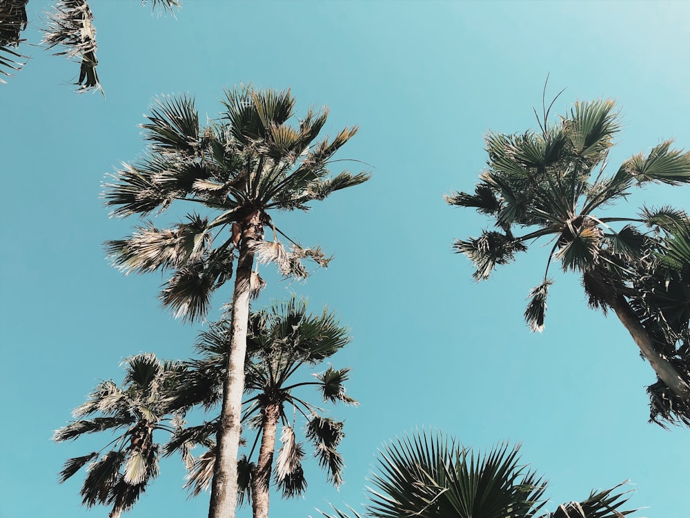 low-angle photography of palm trees
