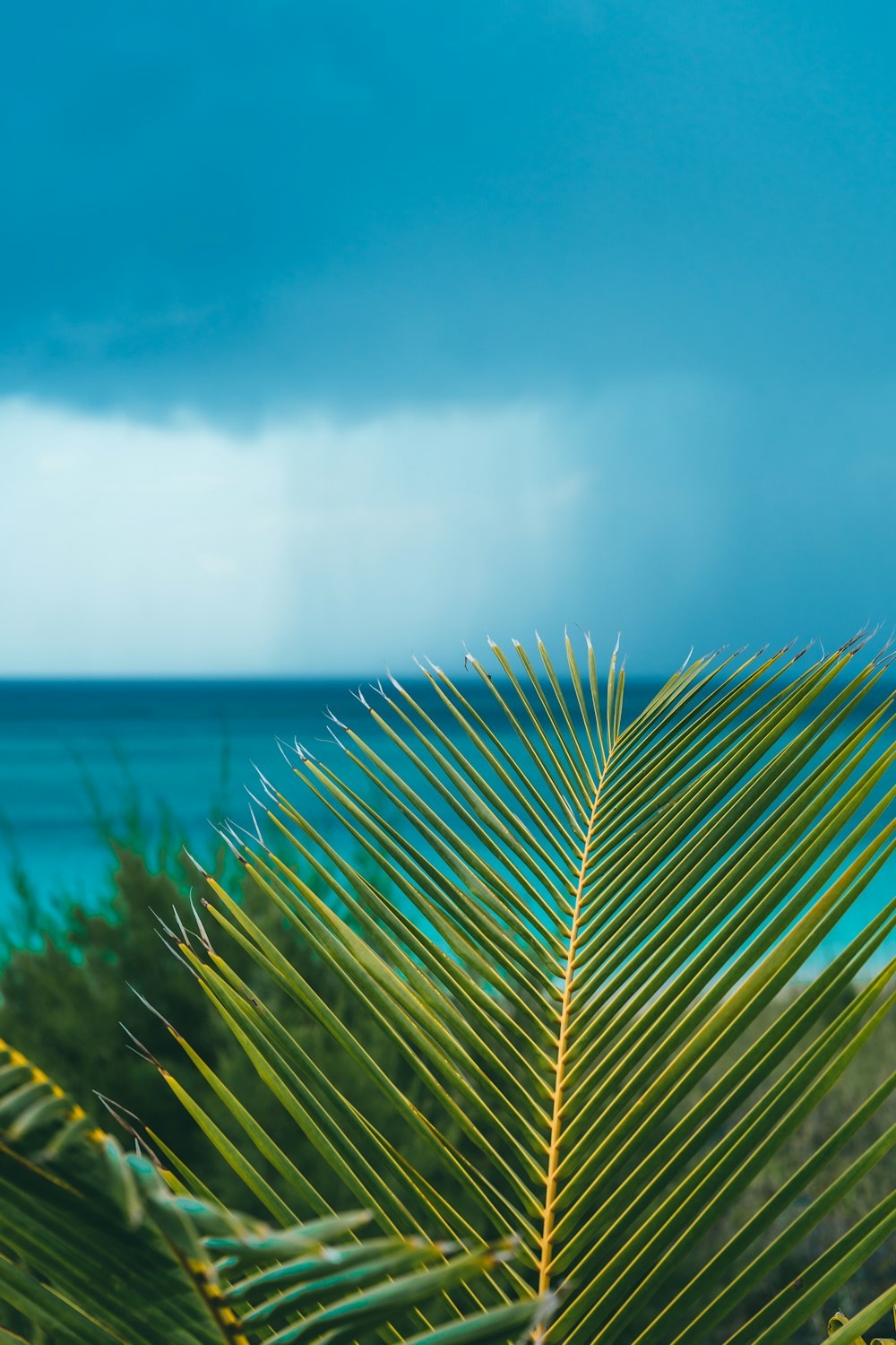 a view of the ocean from behind a palm tree