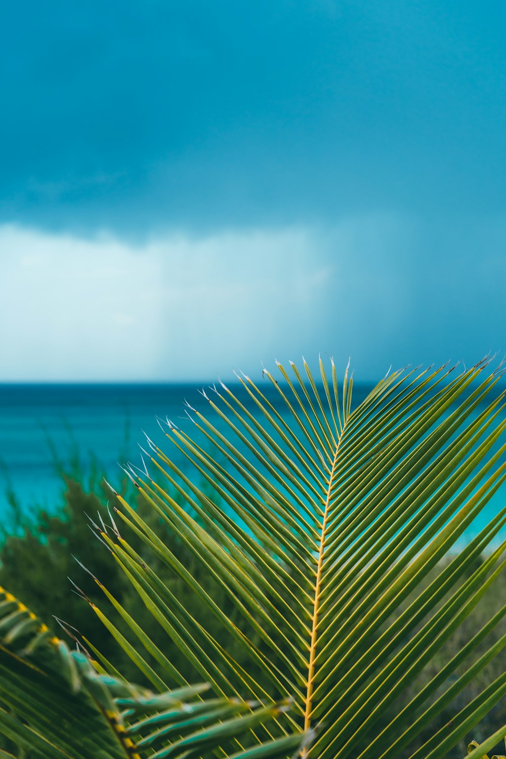 Una vista del océano desde detrás de una palmera