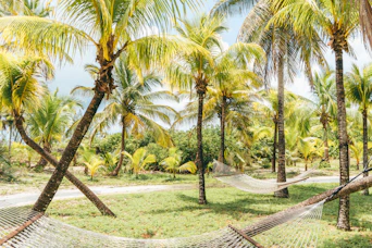palm tree during daytime