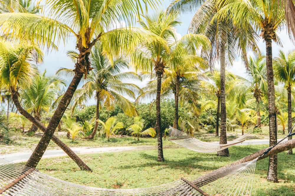 palm tree during daytime