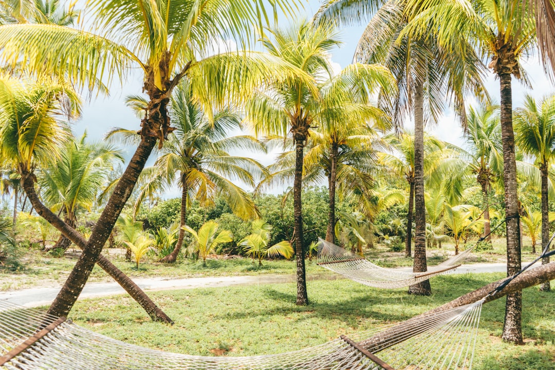 palm tree during daytime