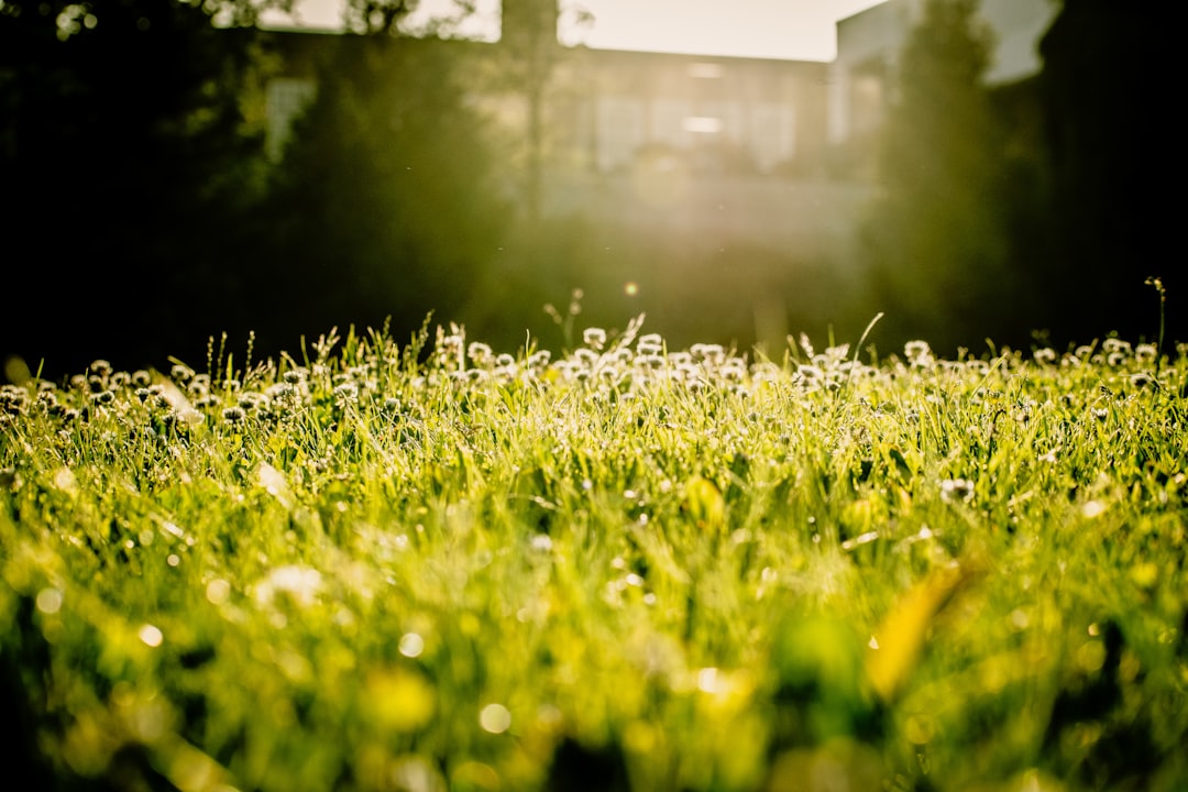 green grass during daytime close-up photography