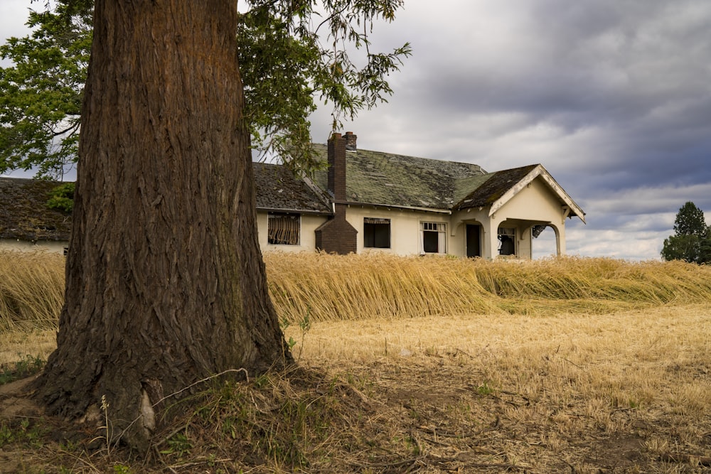 Casa bianca e verde vicino all'albero