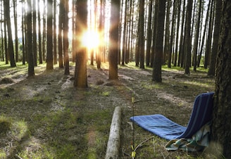 Waldspaziergänge für die Seele: So stärkt die Natur dein Wohlbefinden