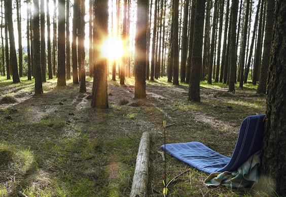Waldspaziergänge für die Seele: So stärkt die Natur dein Wohlbefinden