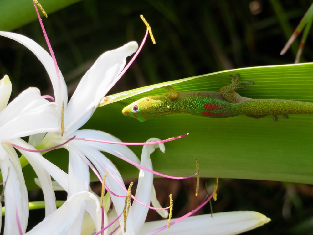 green camouflage lizard near white petaled flowers