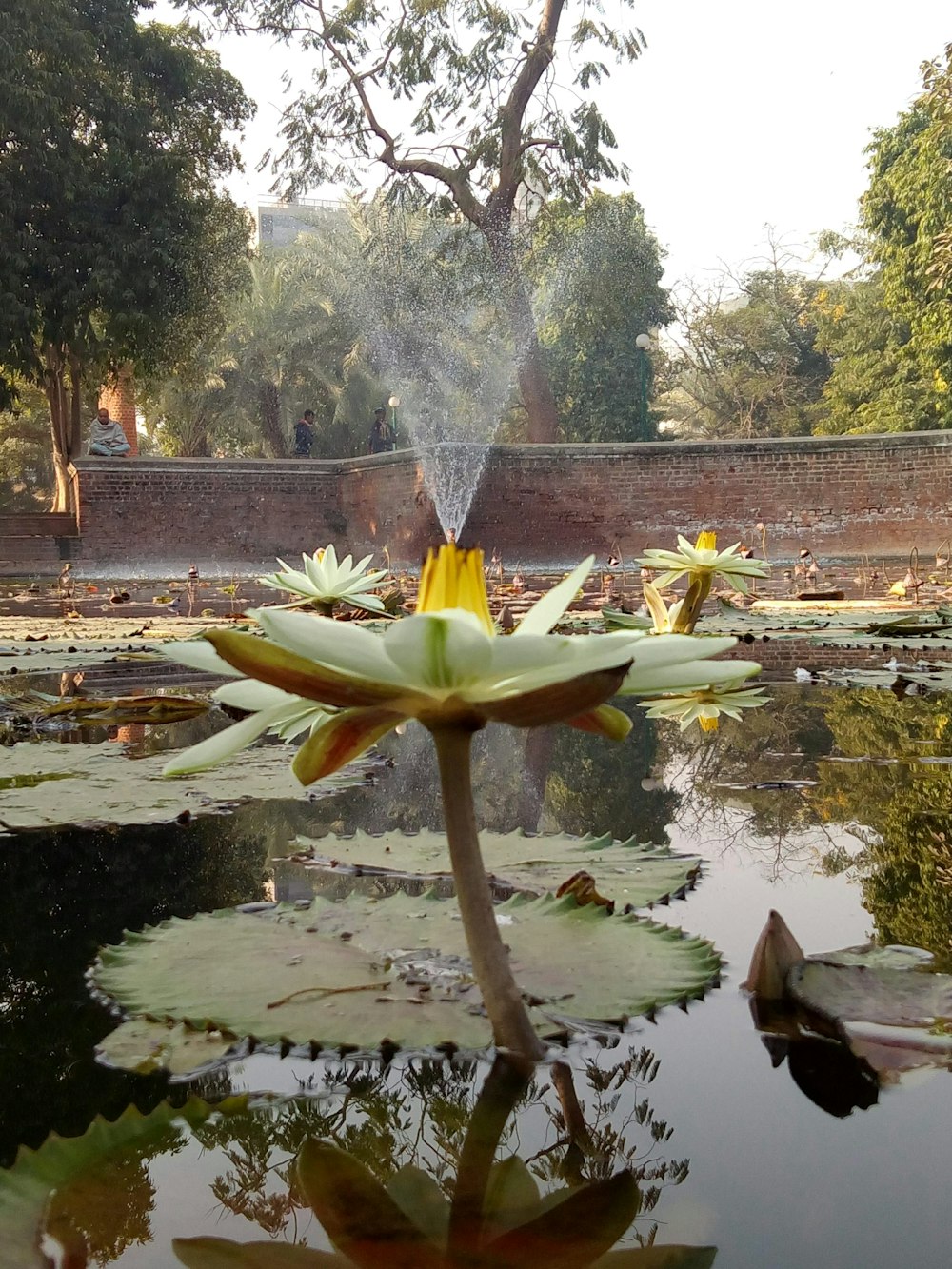 lotus flowers at the park