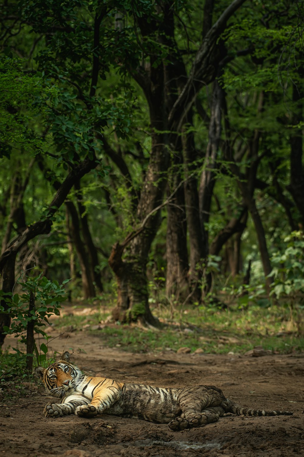 orange and black tiger