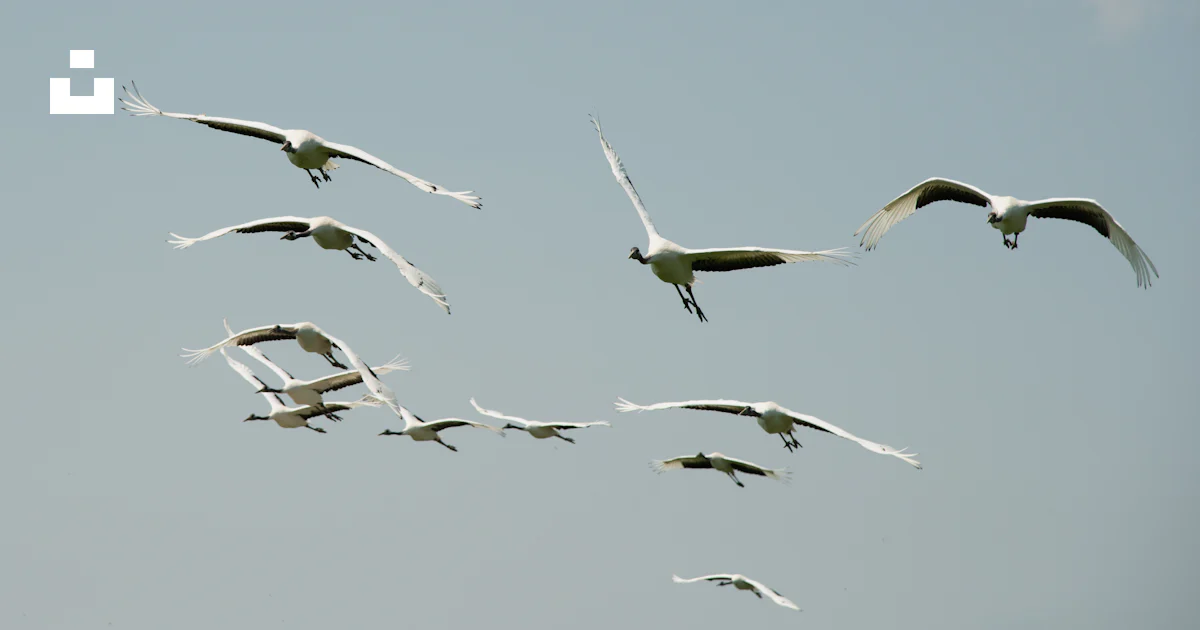 Vogelschwarm Foto Kostenloses Bild Zum Thema Tier Auf Unsplash Vogelschwarm Foto Kostenloses Bild Zum Thema Tier Auf Unsplash