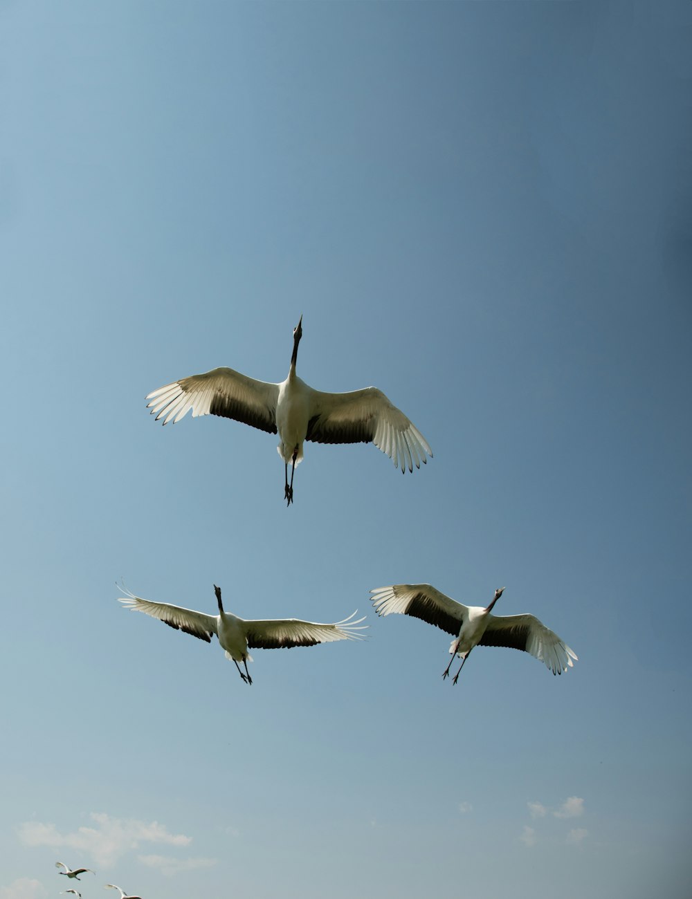 low angle view of three flying crane birds