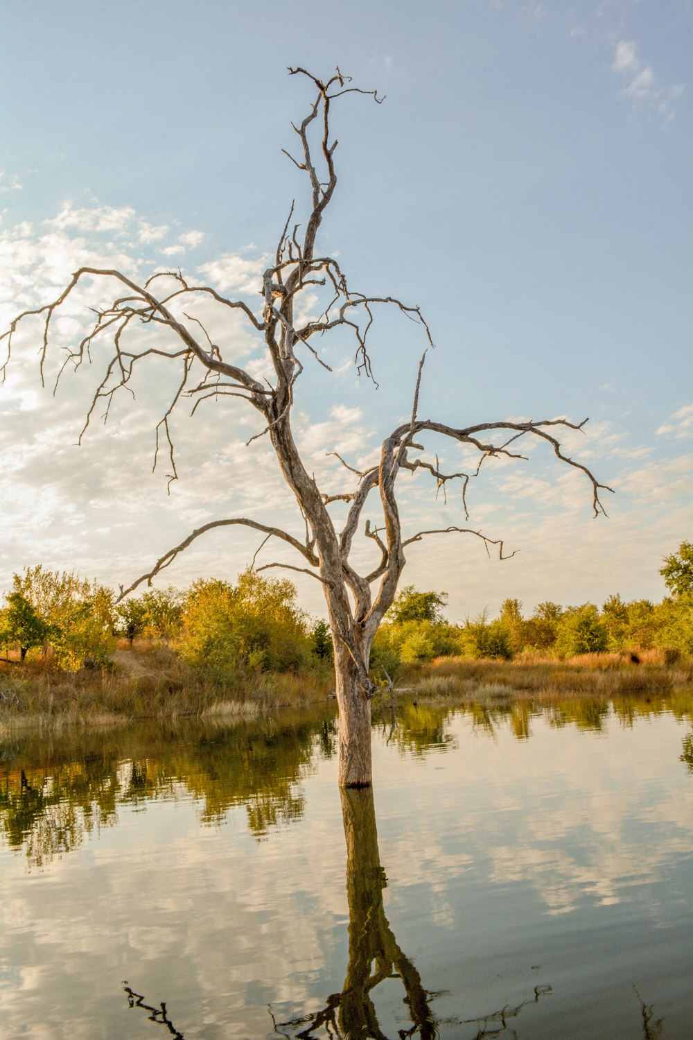 albero nudo sullo specchio d'acqua