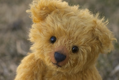 close-up photography of brown teddy bear