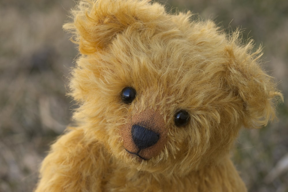 close-up photography of brown teddy bear