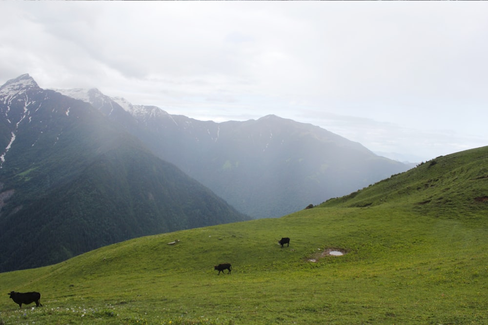 three cows standing on grass ground