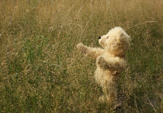 Plush bear in a field, symbolizing the gentler, often overlooked side of men’s weight loss journeys.