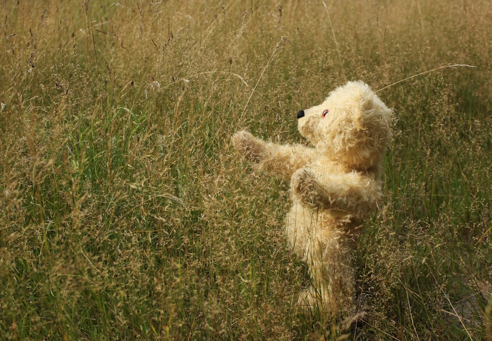 bear plush toy in field