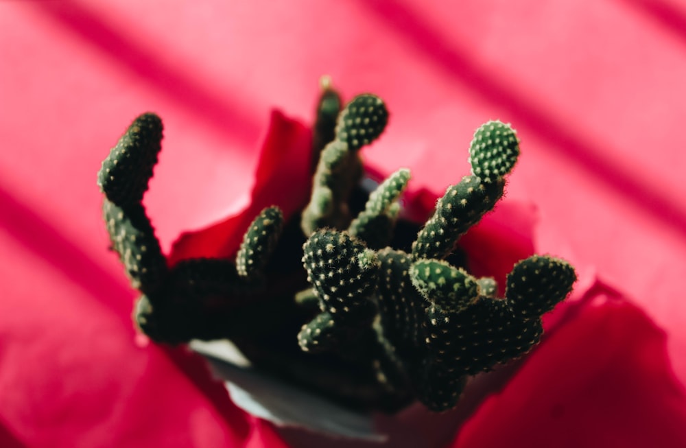 shallow focus photography of cactus