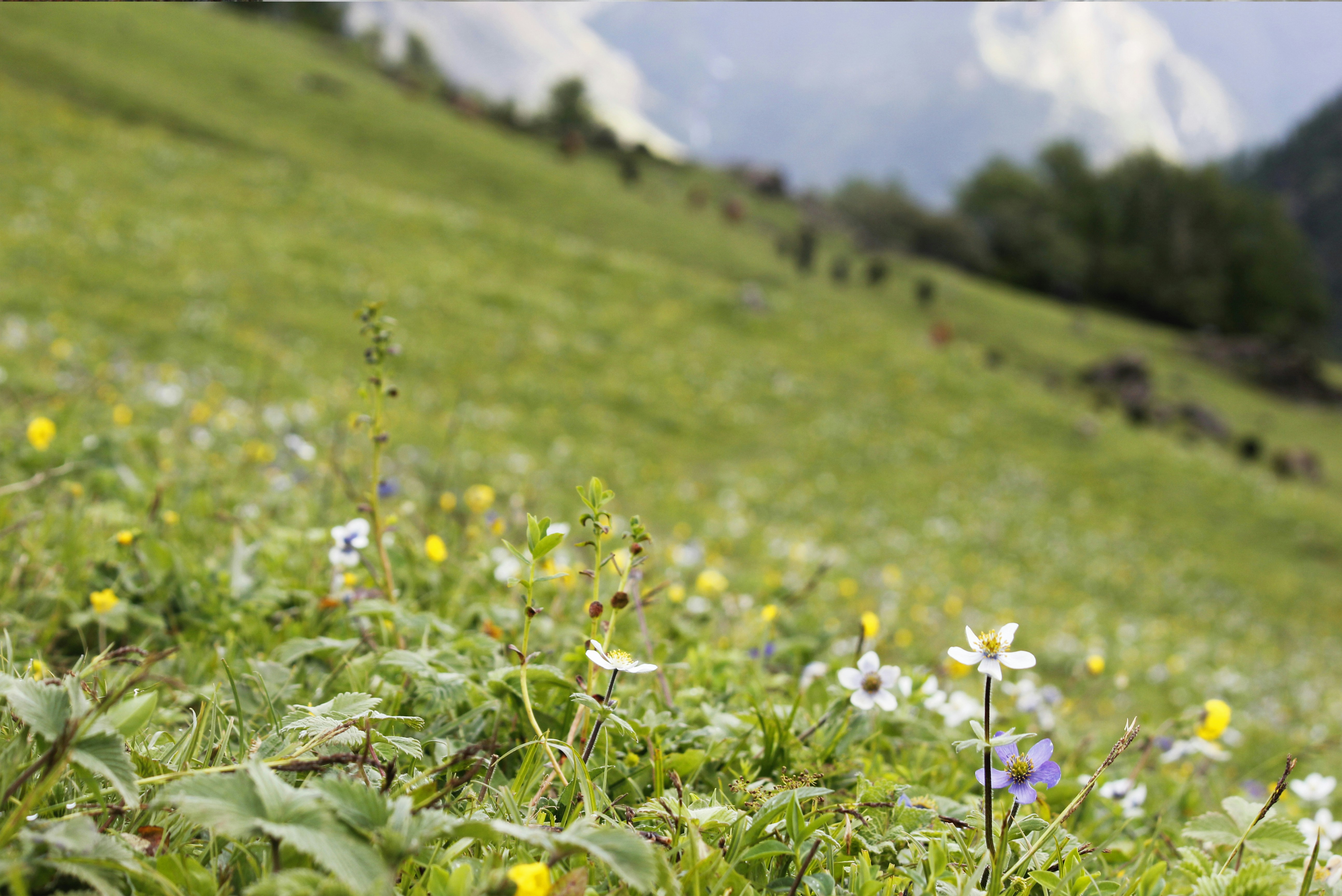 Photo by dipankar757