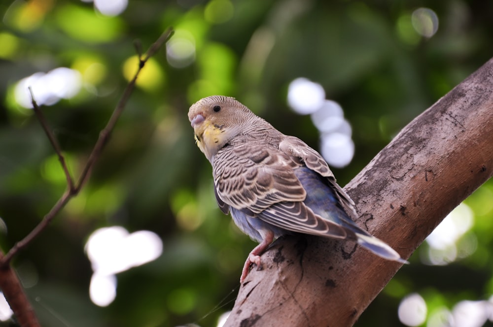 shallow focus photography of bird