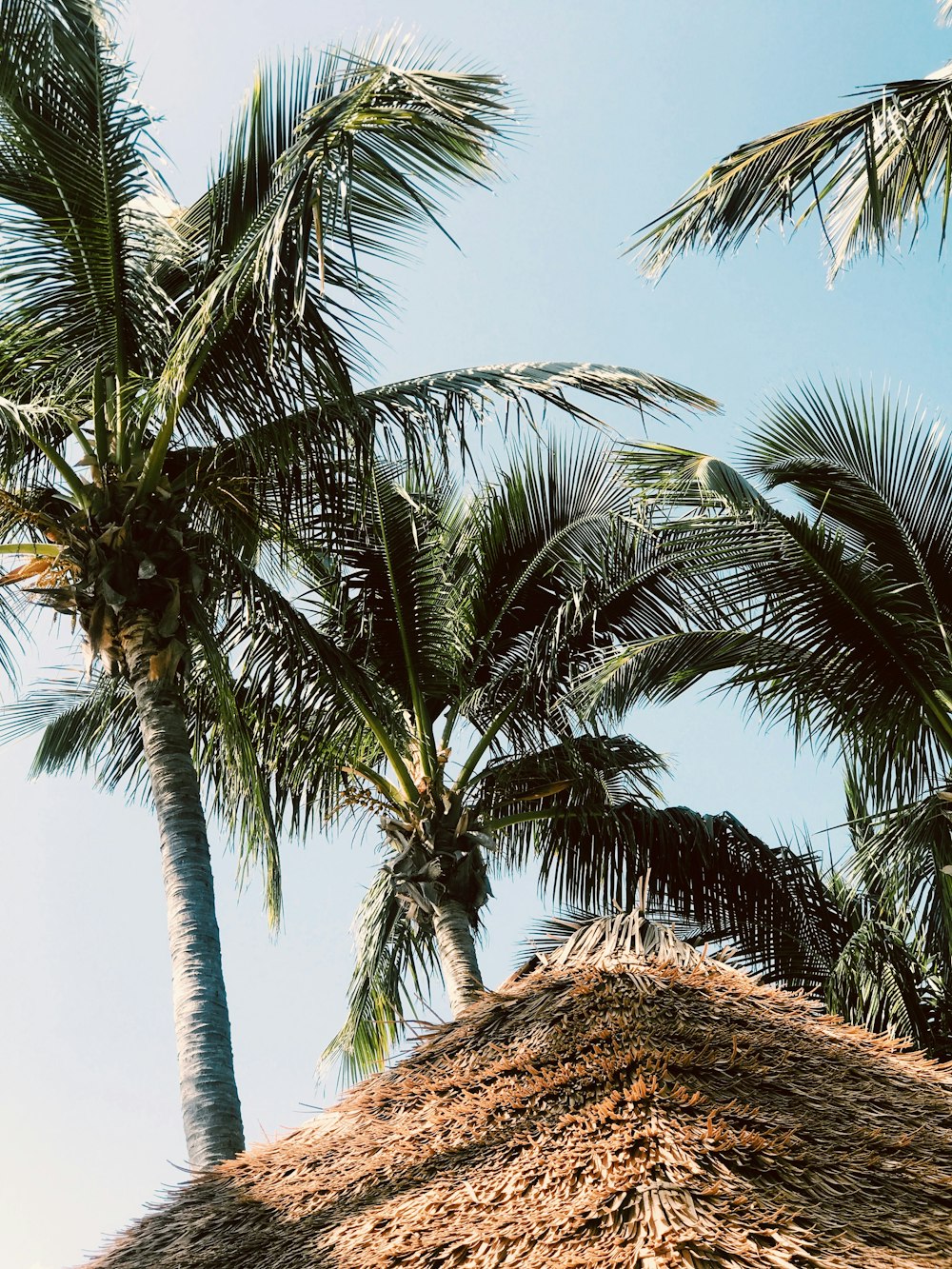 coconut trees